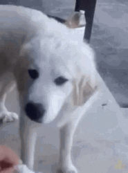 Dog Getting Fed Yuck GIF