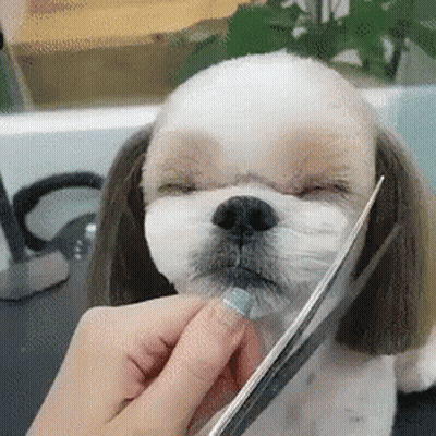 Dog Getting Hair Cut With Scissors GIF