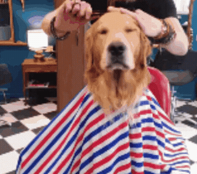 Dog Getting Haircut By Barber GIF