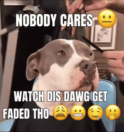 Dog Getting Haircut Nobody Cares Watch Dis Dawg Get Faded GIF
