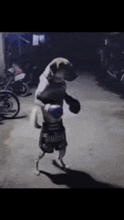 Dog GIF