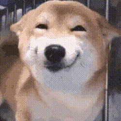 Dog GIF