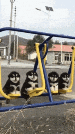 Dog GIF