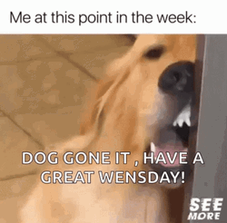 Dog Gone It Wacky Wednesday  GIF