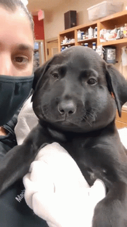Dog Got Bee Sting GIF