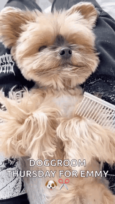 Dog Groom Thursday For Emmy GIF