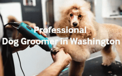 Dog Groomer Cutting Poodle Paw GIF
