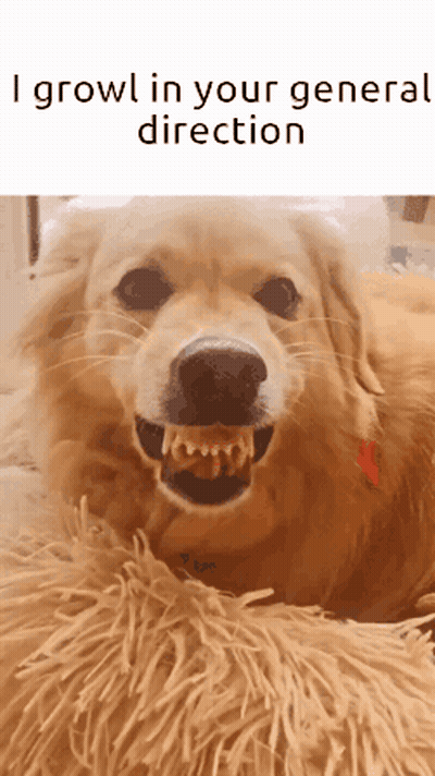 Dog Growling In Your Direction GIF