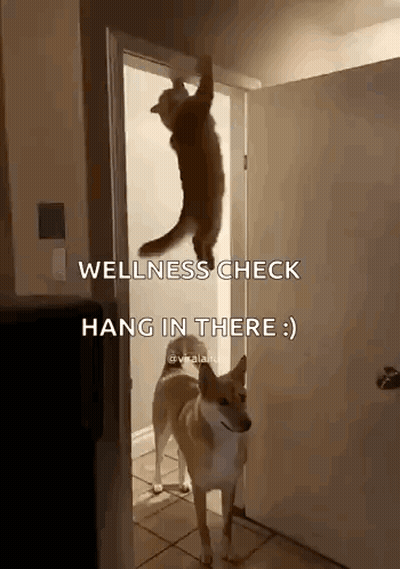 Dog Hanging Cat Wellness Check Hang In There GIF