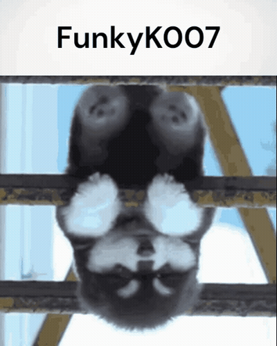 Dog Hanging Upside Down Funkyko007 GIF