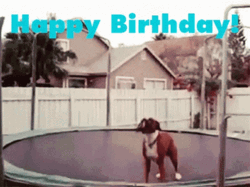 Dog Happy Birthday Meme