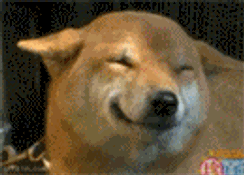 Dog Happy Dog GIF