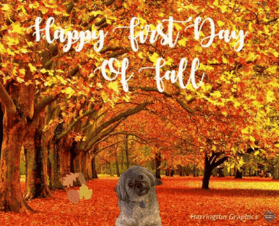 Dog Happy First Day Of Fall GIF