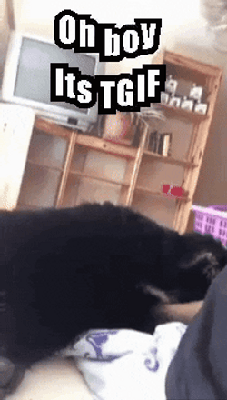 Dog Happy Friday Meme GIF