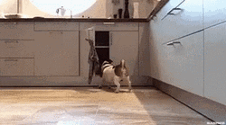 Dog Happy Weekend Banner GIF