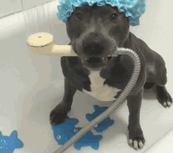 Dog Having An Amazing Shower  GIF