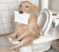 Dog Having Diarrhea GIF