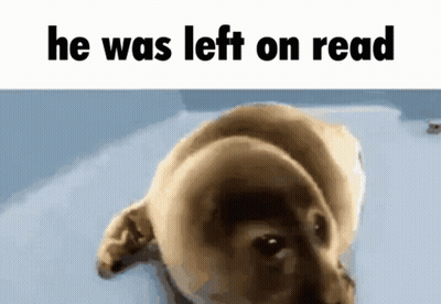 Dog He Was Left On Read GIF
