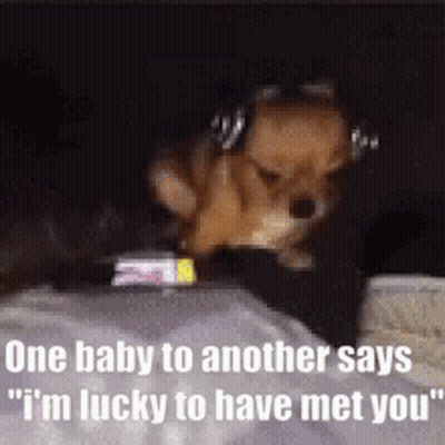 Dog Headphones Laying Says One Baby To Another GIF
