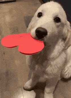 Dog Heart GIF