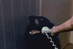 Dog Hello Telephone Chat