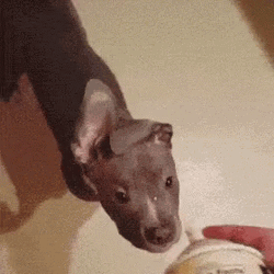 Dog Hilarious Face While Eating Whipped Cream GIF