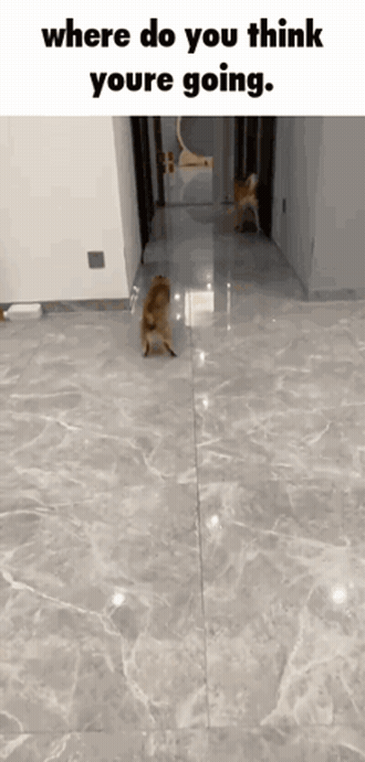 Dog Hind Legs Where You Think You're Going GIF
