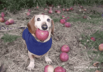 Dog Holding Apple In Mouth In Apple Field GIF