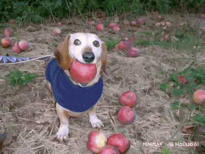 Dog Holding Apple In Mouth GIF