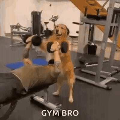 Dog Holding Dumbbell Over Man GIF