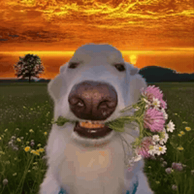 Dog Holding Flowers In Mouth Smiling GIF
