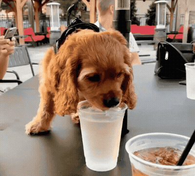 Dog Holding Glass Of Beer On Head GIF
