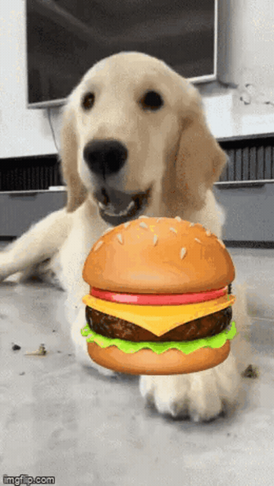 Dog Holding Hamburger GIF