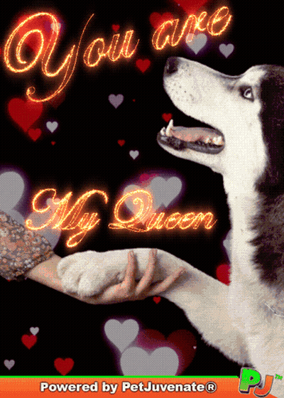 Dog Holding Hand You Are My Queen GIF