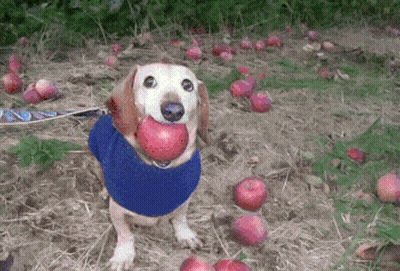 Dog Holding Hands And Smiling On Brick Sidewalk GIF