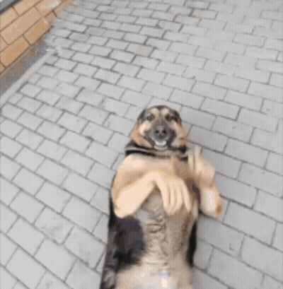 Dog Holding Person's Hands And Smiling GIF