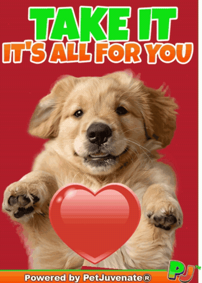 Dog Holding Red Heart Saying Take It It's All For You GIF