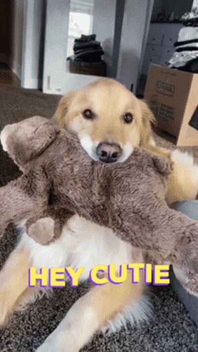 Dog Holding Stuffed Animal Saying Hey Cutie GIF