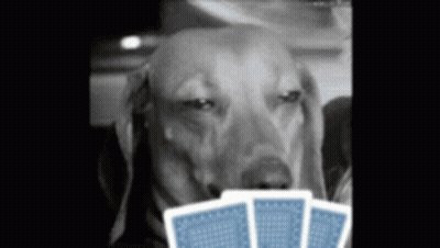Dog Holding Three Blue Playing Cards GIF