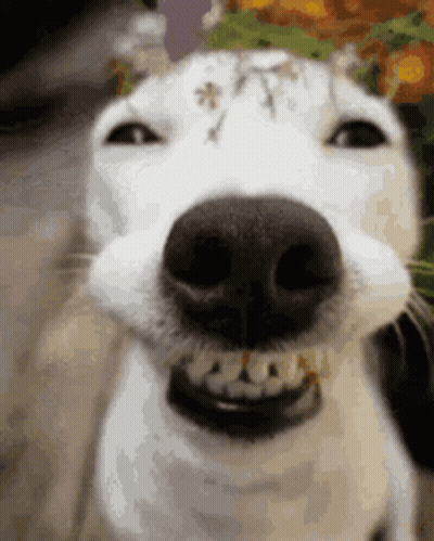 Dog Hoodfella Online We Are Getting Carried Tonight GIF