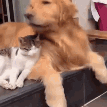 Dog Hug A Cat GIF