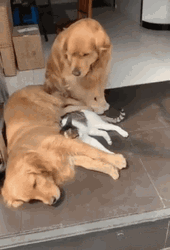 Dog Hug A Cat Hugging Another Dog GIF