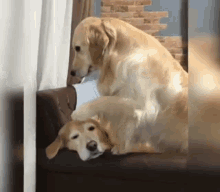 Dog Hug And Comfort GIF