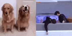 Dog Hug And Watch Video GIF