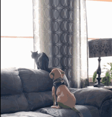 Dog Hug Cat On Couch GIF