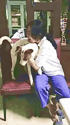 Dog Hug On Chair GIF