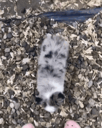 Dog Hug Owner's  Leg GIF