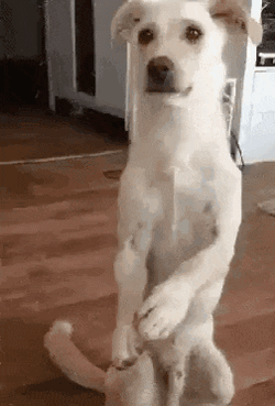Dog Hugging Toy Stuffed Animal GIF