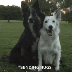 Dog Hugs GIF