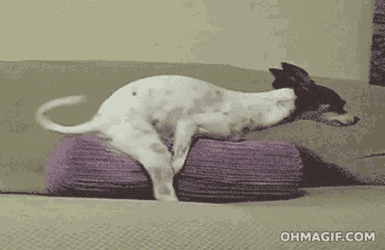 Dog Hump GIF